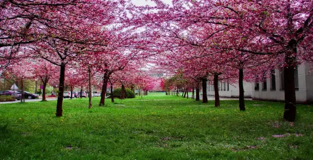 Vancouver cherry blossoms 2026 - A complete Guide - See Sight Tours