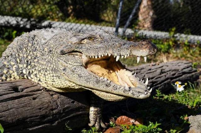 Everglades-crocodile-smile.jpg