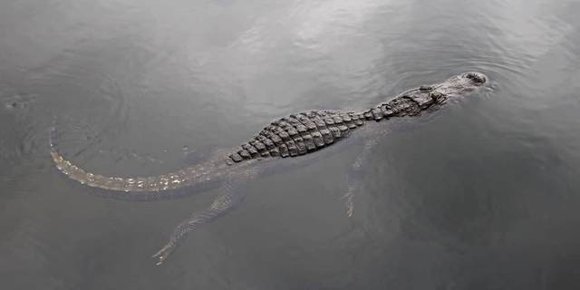 See Gator with Everglades Tour from Miami with Airboat Ride.jpg