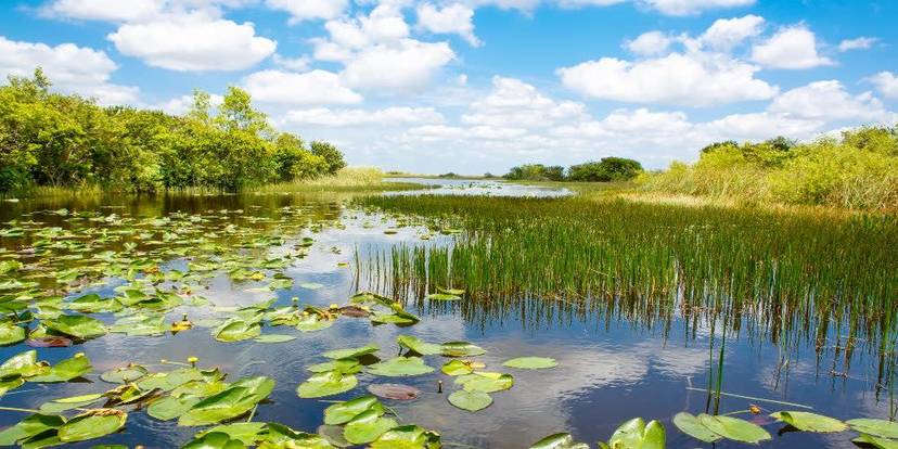 Express Everglades from Miami with Airboat Ride.jpg