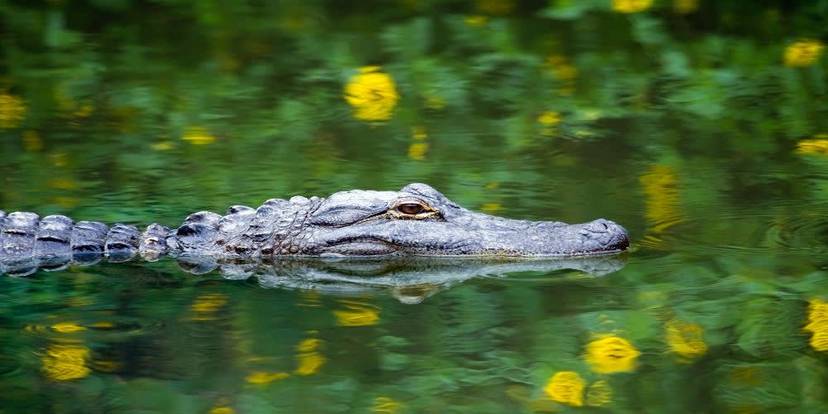 See Gator with Everglades Express Tour from Miami with Airboat Ride.jpg