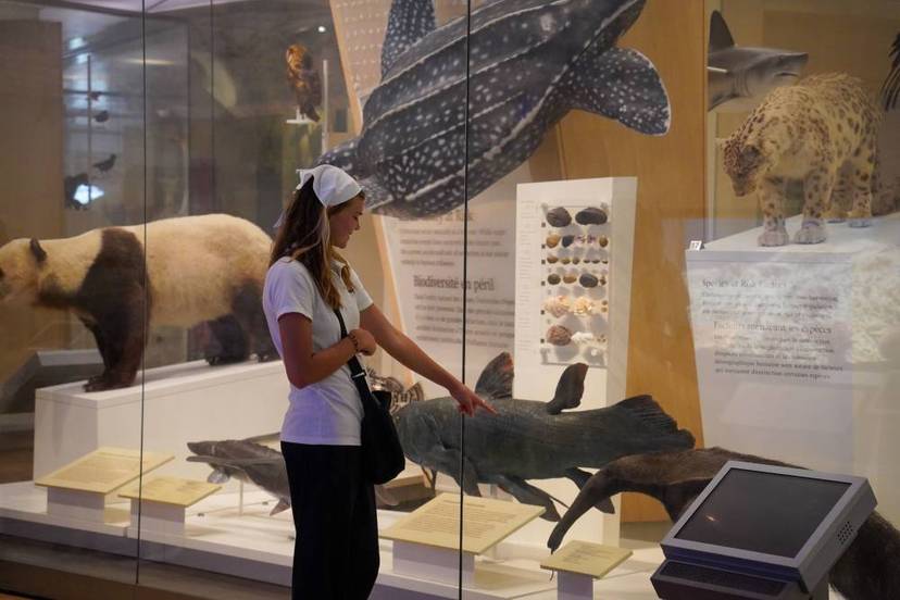 Royal Ontario History Museum Tour.jpg