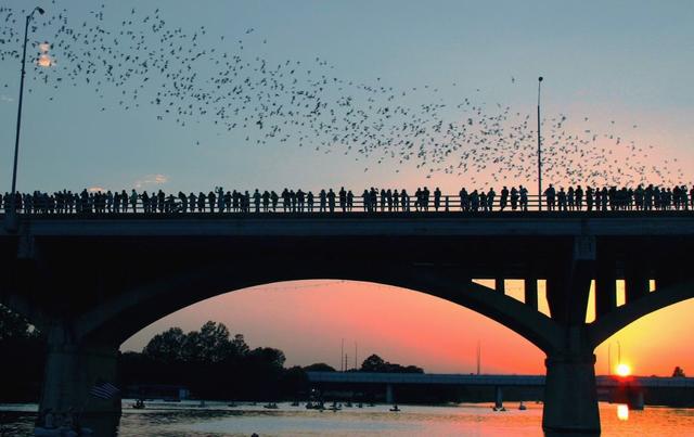 The Best Austin Bat Tour & Cruise in 2025 - See Sight Tours