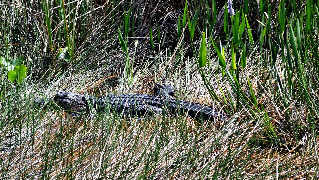 https://res.cloudinary.com/see-sight-tours/image/upload/v1744956276/strapi/A_sunny_day_in_a_everglades_safari_ride_0bc0683b12.jpg