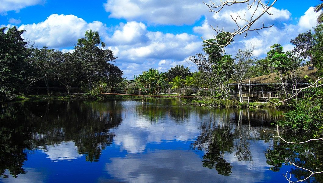 https://res.cloudinary.com/see-sight-tours/image/upload/v1744956276/strapi/Tropical_palm_trees_and_cloudy_sky_reflect_in_a_beautiful_lake_in_the_Everglades_Safari_Park_1d1e4bf67e.jpg