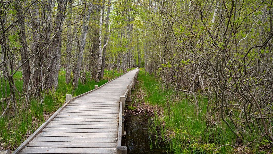 https://res.cloudinary.com/see-sight-tours/image/upload/v1745230127/strapi/Sieur_De_Monts_Spring_Bar_Harbor_2d4a2f4f95.jpg