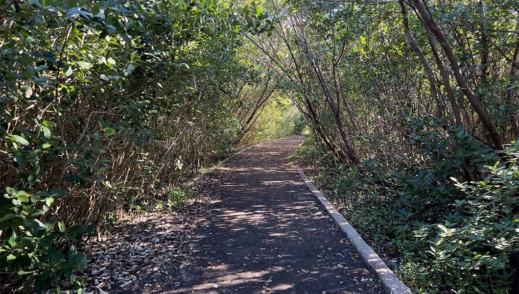 https://res.cloudinary.com/see-sight-tours/image/upload/v1745231465/strapi/The_hiking_trails_in_Hugh_Taylor_Birch_State_Park_c83abd76c4.jpg