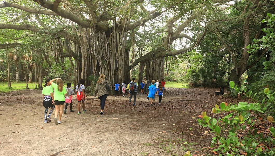 https://res.cloudinary.com/see-sight-tours/image/upload/v1745231465/strapi/a_tour_of_a_banyan_tree_at_Hugh_Taylor_Birch_State_Park_61a8e3ba8b.jpg