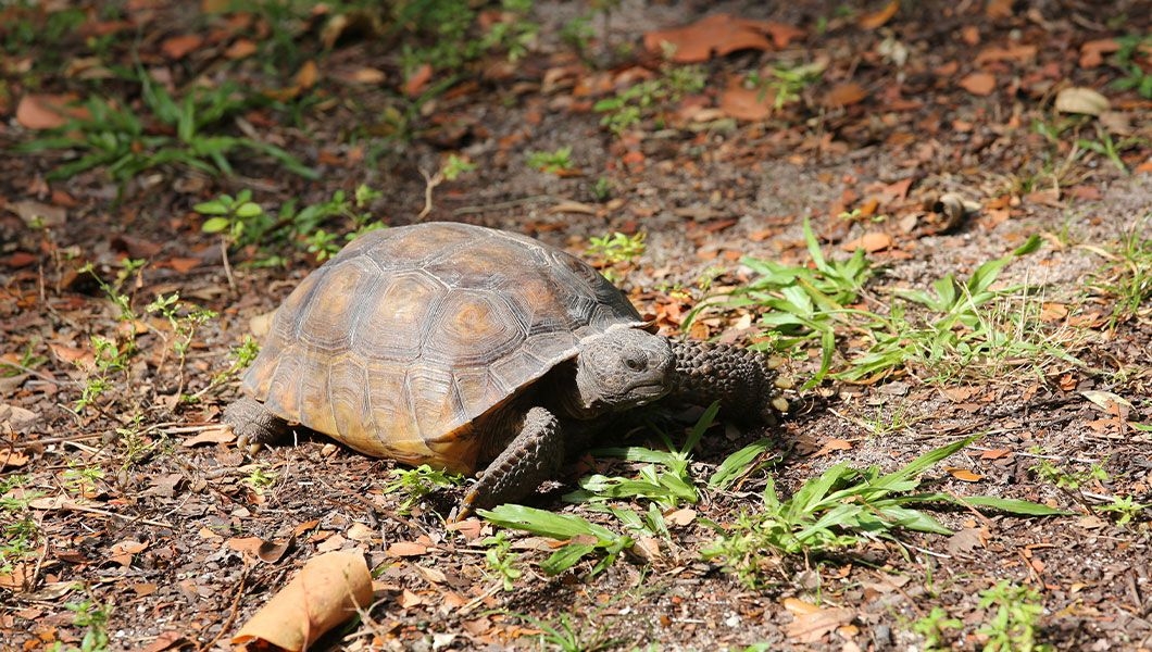 https://res.cloudinary.com/see-sight-tours/image/upload/v1745231466/strapi/Gopher_tortoise_a_dry_land_turtle_sits_and_warms_up_in_the_Hugh_Taylor_Birch_State_Park_Florida_sunlight_13d7863981.jpg