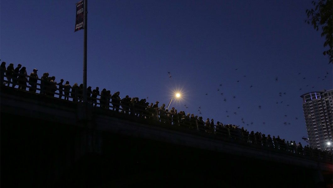 https://res.cloudinary.com/see-sight-tours/image/upload/v1745392033/strapi/Austin_Bat_Watching_11b5727589.jpg