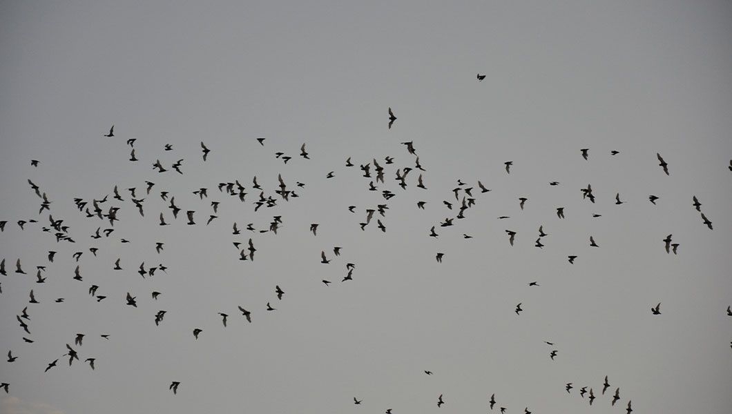 https://res.cloudinary.com/see-sight-tours/image/upload/v1745392033/strapi/Bat_Watching_Austin_e74a06d47a.jpg