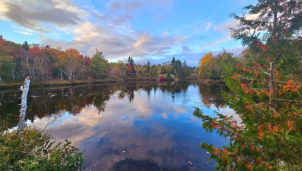 https://res.cloudinary.com/see-sight-tours/image/upload/v1745926886/strapi/Rockwood_Park_City_Market_St_John_a39280b306.jpg