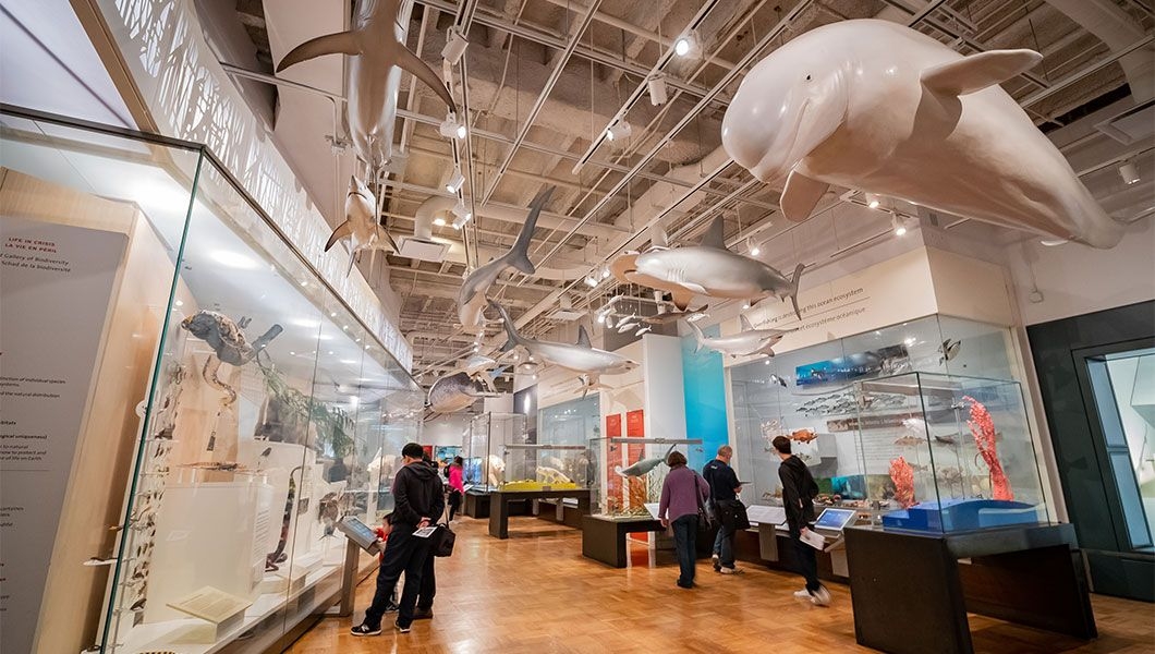https://res.cloudinary.com/see-sight-tours/image/upload/v1746001040/strapi/Royal_Ontario_Museum_6_642e5fadc8.jpg