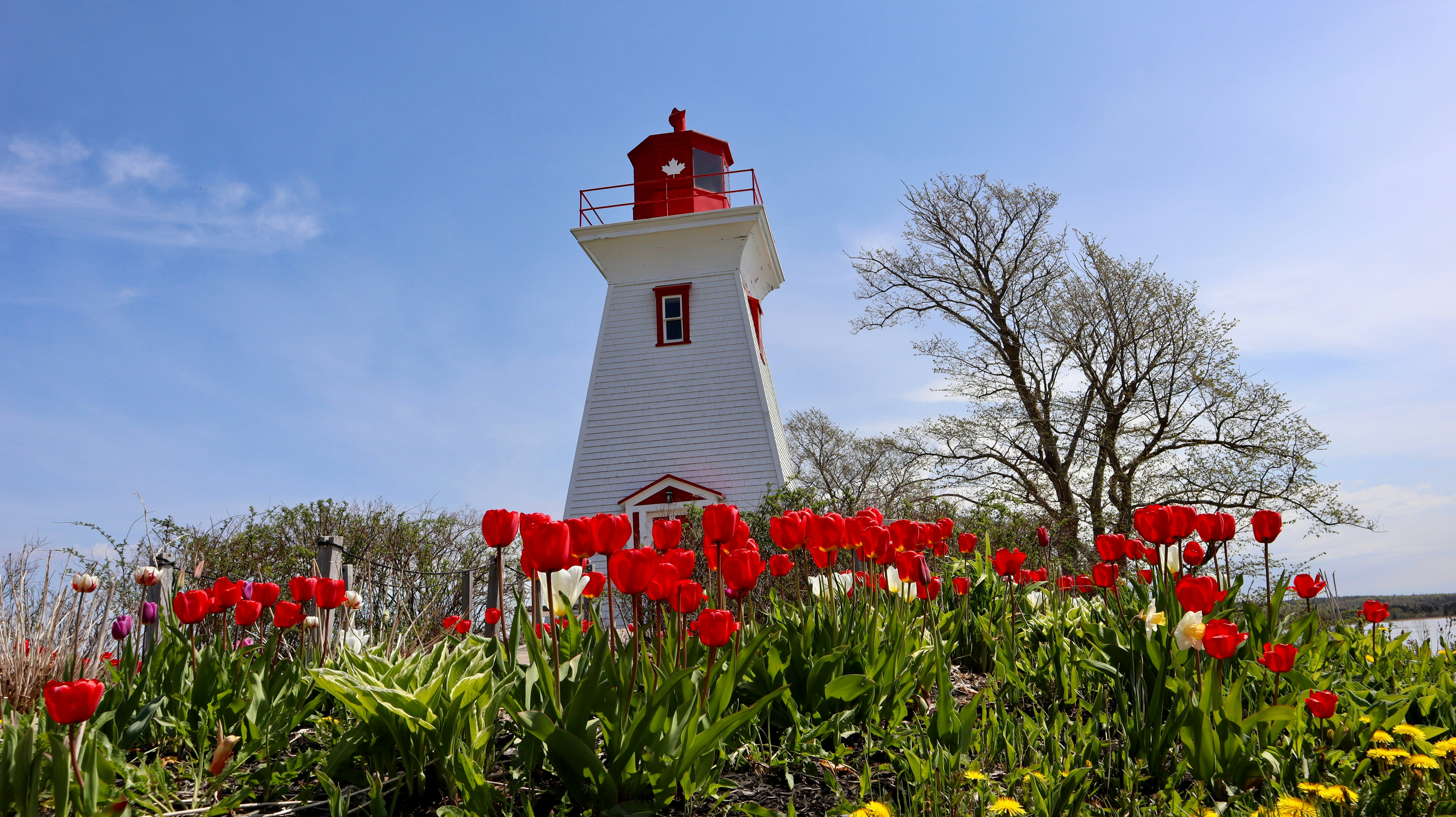 https://res.cloudinary.com/see-sight-tours/image/upload/v1787586784/strapi/Prince_Edward_Island_ca9e0183e9.jpg