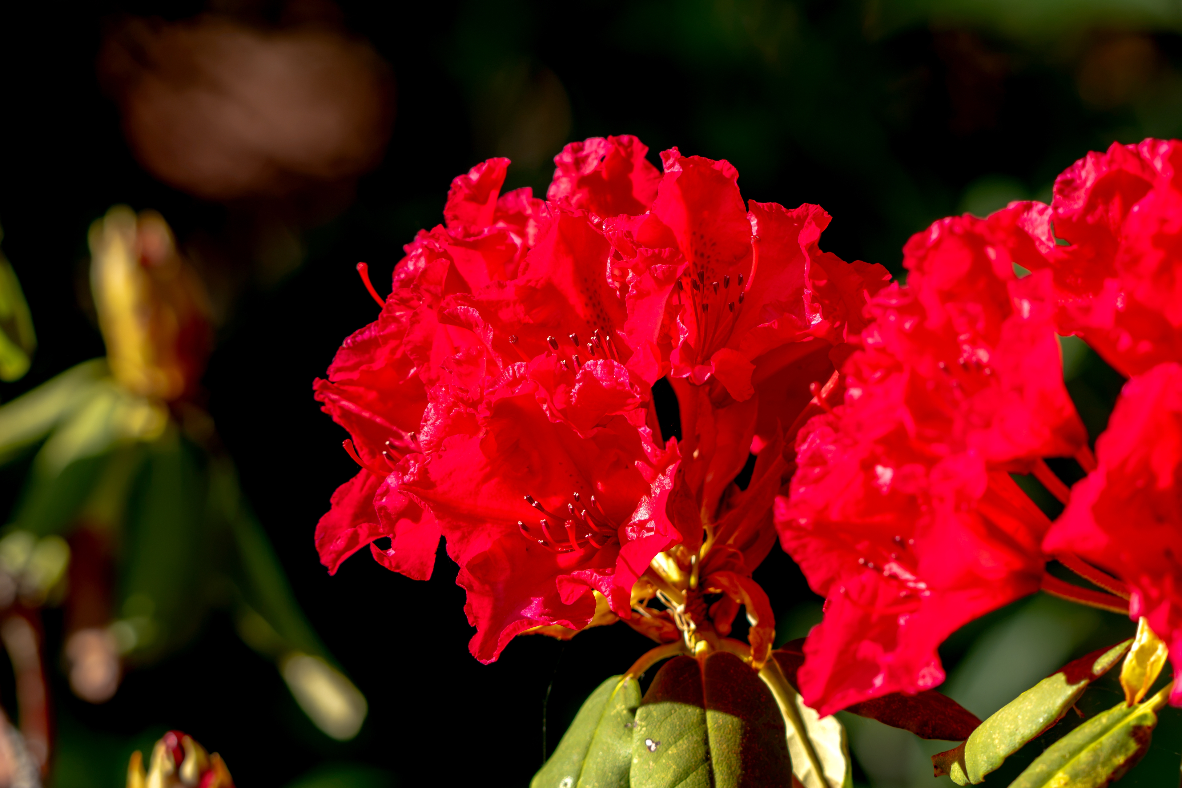 https://res.cloudinary.com/see-sight-tours/image/upload/v1787662124/strapi/Halifax_Public_Gardens_b8f3cd6956.jpg