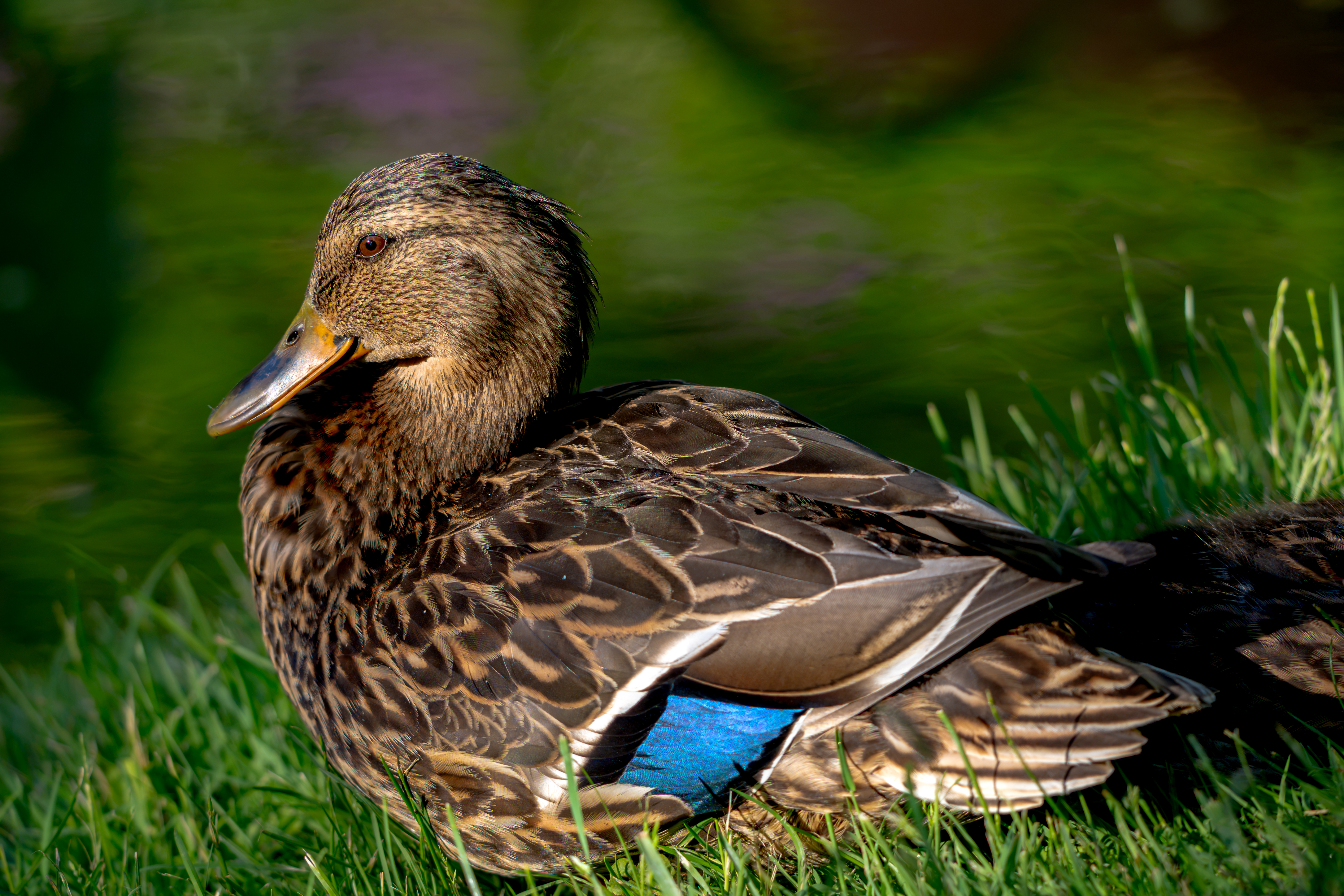 https://res.cloudinary.com/see-sight-tours/image/upload/v1787662127/strapi/Halifax_Public_Gardens_0507c49bc9.jpg