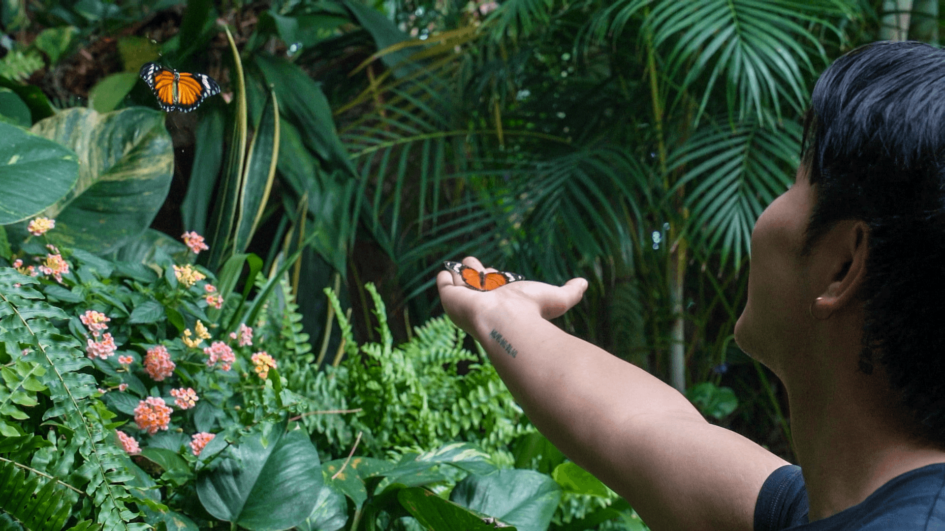 https://res.cloudinary.com/see-sight-tours/image/upload/v1787666634/strapi/NF_Butterfly_Conservatory_35ec1e0ed7.png