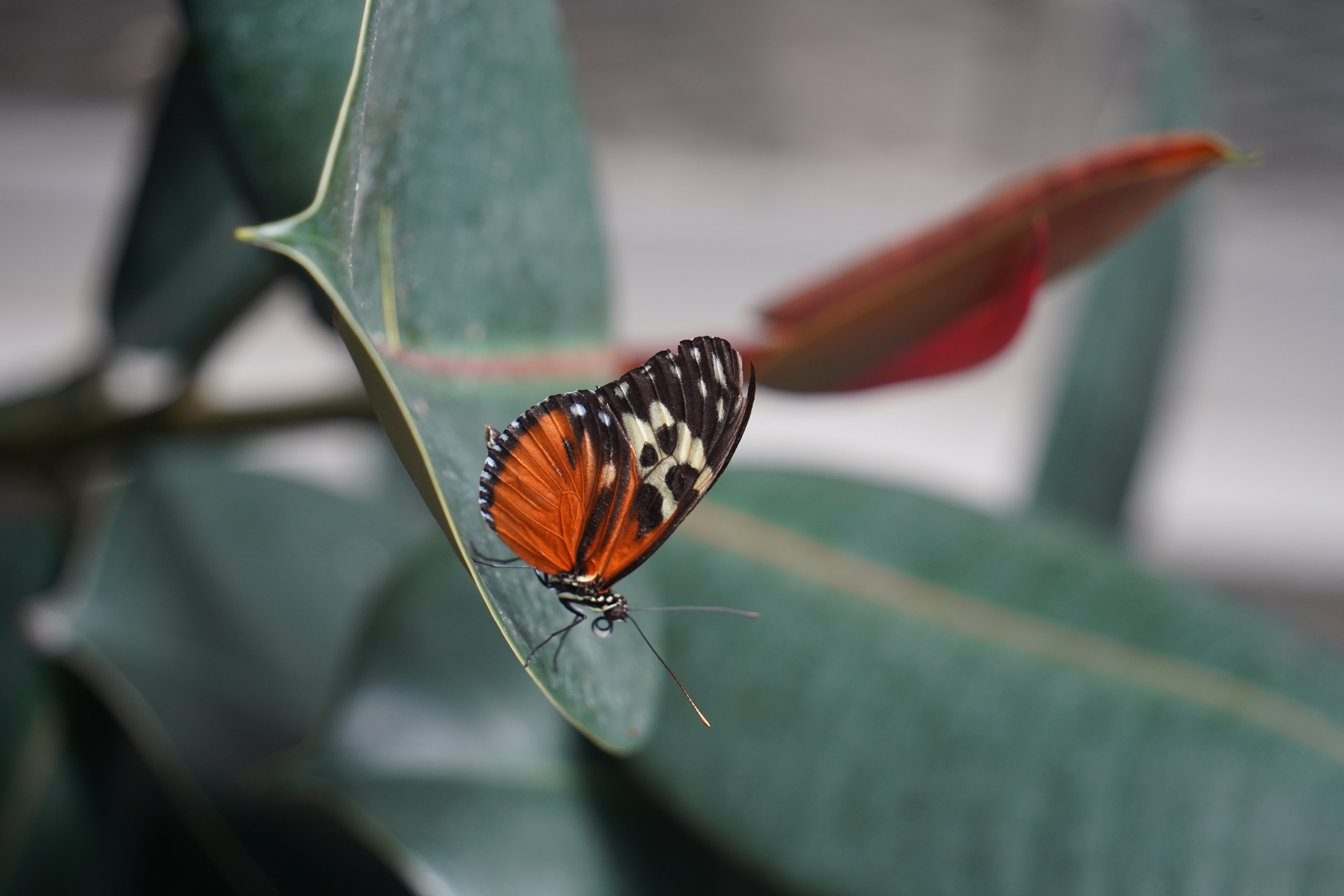 https://res.cloudinary.com/see-sight-tours/image/upload/v1787666635/strapi/NF_Butterfly_Conservatory_14f7edd8bb.jpg