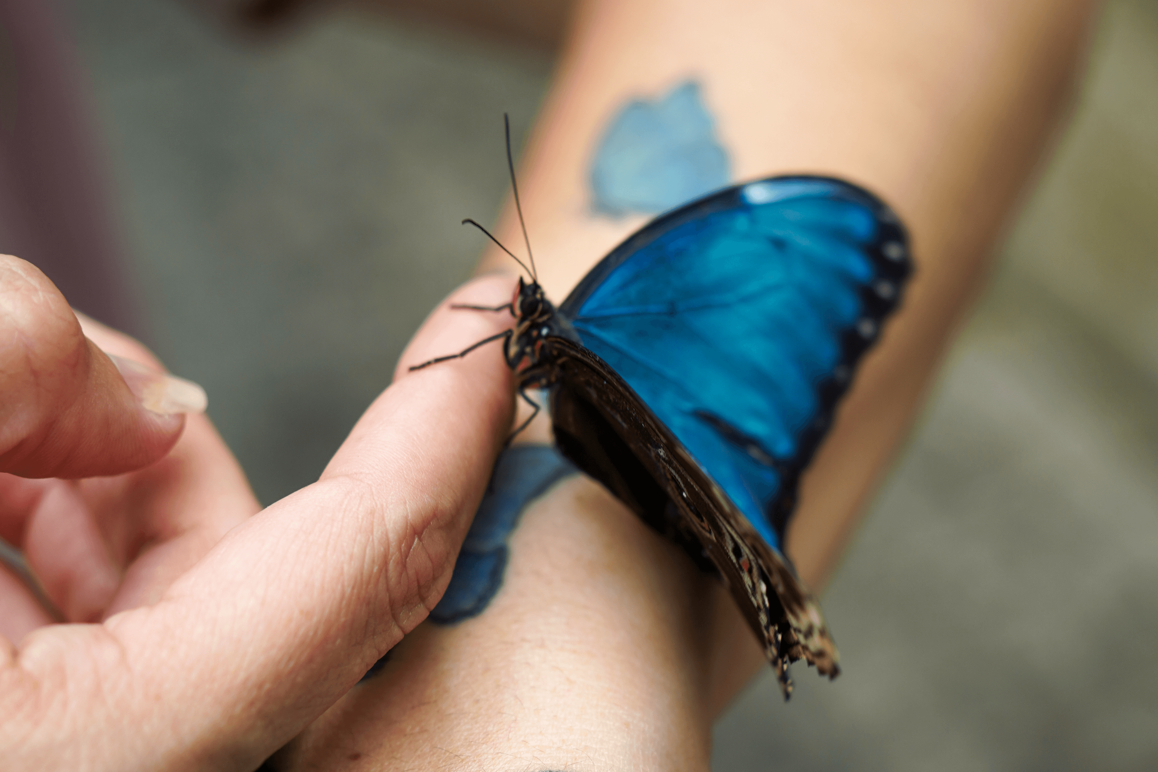 https://res.cloudinary.com/see-sight-tours/image/upload/v1787666635/strapi/NF_Butterfly_Conservatory_6c07f3979b.png